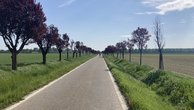 IMG_6781